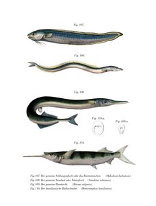 Slang Blenny