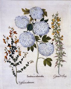 Sneeuwbal Viburnum, Tuinbezem, Laagblijvende Alpenbezem, uit Hortus Eystettensis, door Basil Besler, gepubliceerd 1613