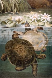 Zacht schildpad, plaat uit Brehms Tierleben: Allgemeine Kunde des Tierreichs, vol.7, p.621, gepubliceerd door Bibliographisches Institut, 1892 door German School