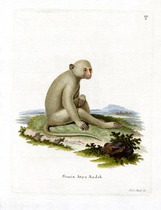 Roetmangabey
