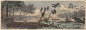 Zuid-Amerika: estuarium in Guyana