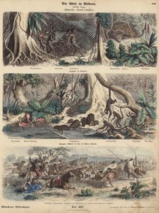 Zuid-Amerika: jungle in Brazilië; oever in Guiana; Indianen verrassen Gaucho