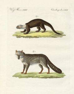 Zuid-Amerikaanse dieren