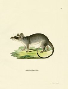 Zuidoostelijke vierogige opossum
