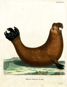 Zuidelijke Olifant Zeehond