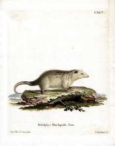 Zuidelijke Opossum door German School