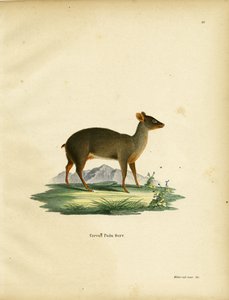 Zuidelijke pudu