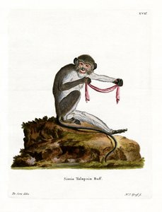 Zuidelijke Talapoin (gekleurde gravure)