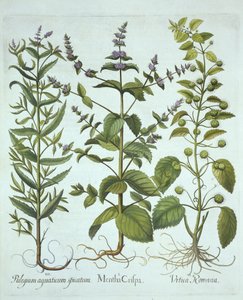 Spearmint, Romeinse Brandnetel en Langbladige Horsemint, uit Hortus Eystettensis, door Basil Besler, gepubliceerd 1613 door German School