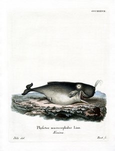 Potvis