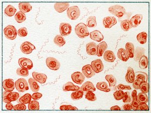 Spirillum bacteriën ca. 1890