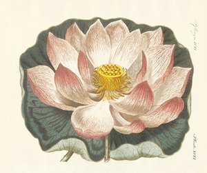 Prachtige bloemen