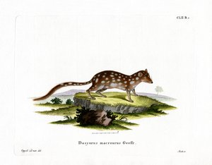 Gevlekte quoll