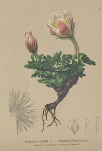 Lente Anemoon (Anemone vernalis, Pulsatilla vernalis)
