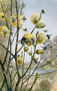 Lente in de insectenwereld, plaat uit Brehms Tierleben: Allgemeine Kunde des Tierreichs, vol.9, p.216, uitgegeven door Bibliographisches Institut, 1892 door German School