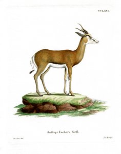 Springbok door German School