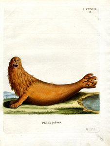 Steller Zeeleeuw