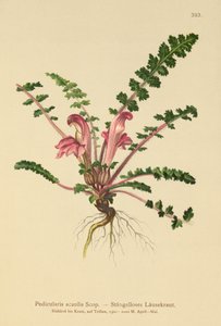 Stengelloze Lathyrus