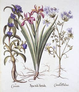 Stinkende Iris, Orlaya en Kruisbladgentiaan, uit Hortus Eystettensis, door Basil Besler, 1613 door German School