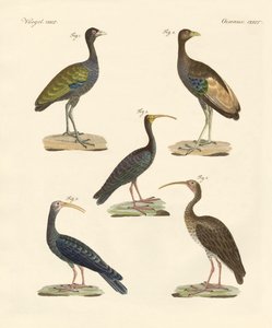 Vreemde Braziliaanse vogels