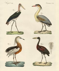 Vreemde vogels door German School
