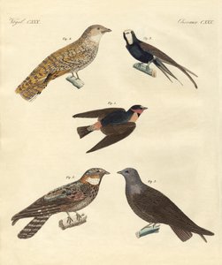 Vreemde vogels door German School