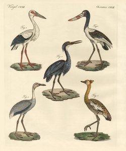 Vreemde vogels door German School