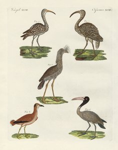 Vreemde vogels door German School