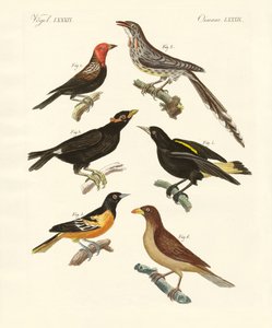 Vreemde vogels door German School