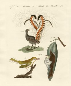 Vreemde vogels