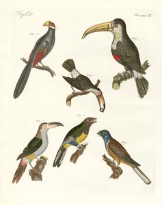 Vreemde vogels