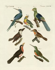 Vreemde klimmende vogels