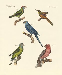Vreemde klimmende vogels