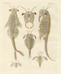 Vreemde schaaldieren