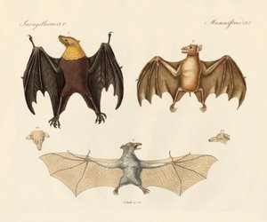 Vreemde flapdieren