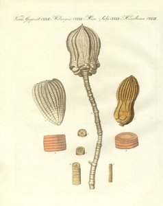 Vreemde fossilisaties
