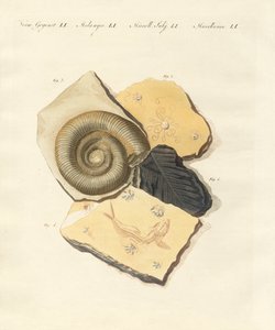 Vreemde fossilisaties door German School
