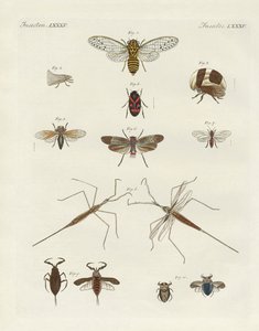 Vreemde insecten door German School