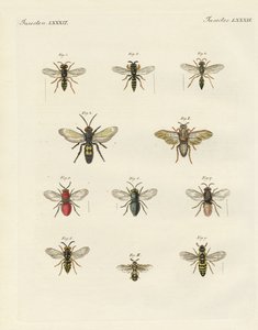 Vreemde insecten door German School