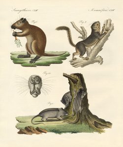 Vreemde zoogdieren door German School