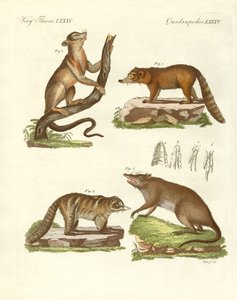 Vreemde zoogdieren