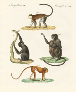 Vreemde apen