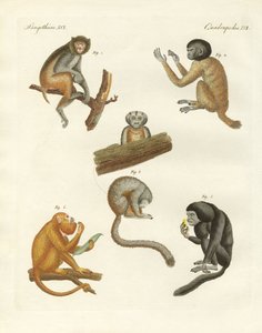Vreemde apen