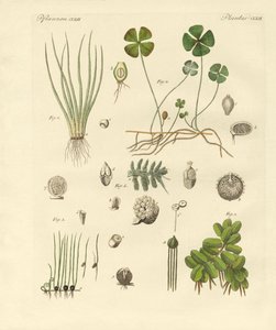 Vreemde planten