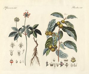 Vreemde planten door German School