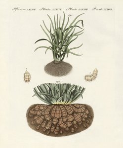 Vreemde planten