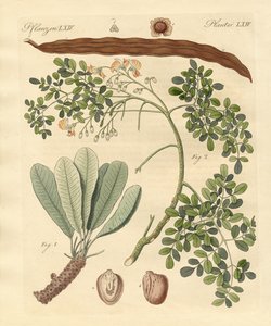 Vreemde planten door German School