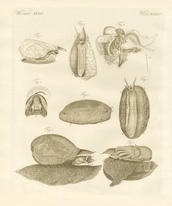 Vreemde zeeslakken