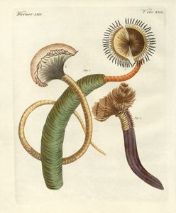 Vreemde wormen