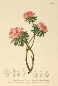 Gestreepte Daphne (Daphne striata) door German School